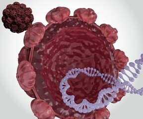 Wall Mural - Isolated human papillomavirus genomes consist of double-stranded circular DNA 3d rendering