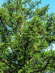 Wall Mural - fresh bright green crown of an old larch tree in the city park