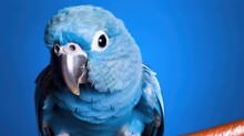 A Blue Bird With A Blue Background