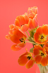 Poster - Orange Tulips set against a red background.