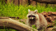 Waschbär - Raccoon - Close Up - Funny - Procyon Lotor - Cute - Portrait - Wildlife - High quality photo