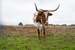 Texas longhorn cow in a meadow