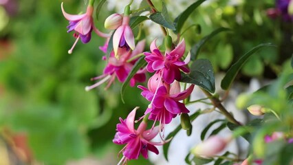 Wall Mural - Slow motion video of a serene and relaxing cottage garden scene showing beautiful pink fuchsia flowers  in summer sunshine.