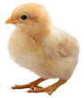 Young buff orpington chicken chick isolated as a png