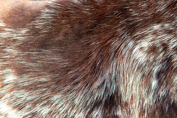 Wall Mural - beautiful spotted fur close-up. texture of brown animal wool. dog fur.