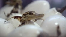 Small Crocodile Baby Hatching From Egg Dead Body Preserve Taxidermy Tropical Amphibian Freshwater Predator