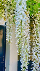 Wall Mural - White wisteria flowers in bloom