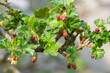 green gooseberry twigs with red small flowers