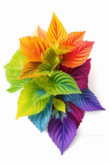 Poster - An vibrant image of a Coleus (Coleus spp.) splashed in bright paint,  Generative AI technology.