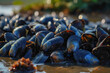 Fresh and plump mussels from an aquaculture farm, close-up . Sustainable aquaculture farming. Generative AI.