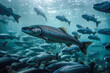 Salmon in their natural habitat within an open-sea fish pen of an aquaculture farm. Generative AI.