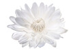 White Waer lily flower on transparent background. Generative AI illustration