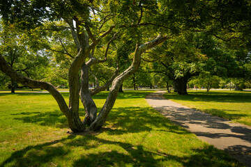 Wall Mural - Old trees with curving trunks, footpaths, morning sunrays and shadows in the green meadow at Roger Williams Park in Providence, Rhode Island