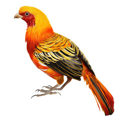 Wall Mural - GoldenPheasant Bird Isolated