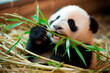 Adorable panda comiendo bambu