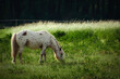 Pferd - Ponny  - Horse - Meadow - Grazing