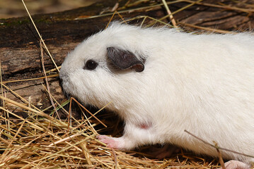 Poster - Meerschweinchen