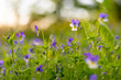 Violet Lutea flowers on mountain meadow