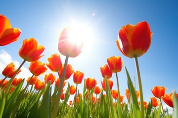 Poster - closeup of a bunch of tulips against a sunny sky background, created with generative ai