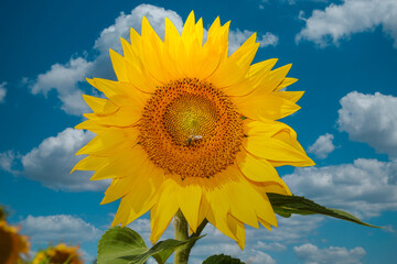 Canvas Print - Big bright yellow sunflower head with blue sky