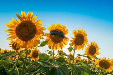 Poster - Row of yellow sunflowers.