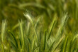 orzo murino erba infestante