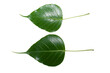 Sacred fig leaf (Ficus religiosa L. , Pipal Tree, Bohhi Tree, Bo Tree, Peepul ) isolated on white background