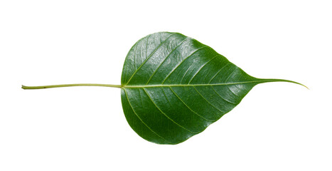 Sacred fig leaf (Ficus religiosa L. , Pipal Tree, Bohhi Tree, Bo Tree, Peepul ) isolated on white background