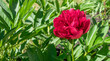 purple chinese peony on green leaves background