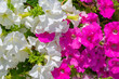 white and purple geraniums on a background of boards