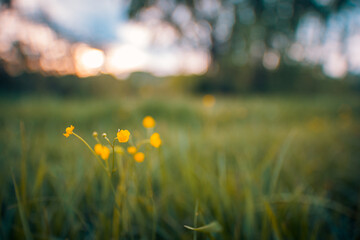 Wall Mural - daisy flower in green grass meadow shallow depth of field. beautiful daisy flowers in nature. abstra