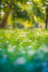 Wall Mural - daisy flower in green grass meadow shallow depth of field. beautiful daisy flowers in nature. abstra