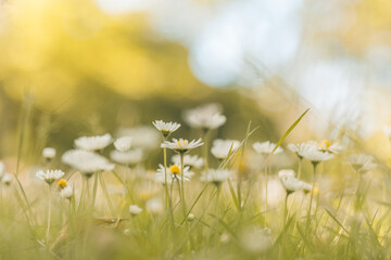 Wall Mural - Idyllic daisy bloom. Abstract soft focus sunset field. Landscape of white flowers blur grass meadow warm golden hour sunset sunrise time. Tranquil spring summer nature closeup bokeh forest background