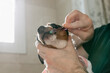 Man hands brushing teeth of his Jack Russell Terrier dog (Ratonero Bodeguero Andaluz, Jack Russell Terrier). Concept of pet care and hygiene. Horizontal portrait with natural light