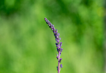 Wall Mural - Lavender plant growing in a field, vibrant violent colour