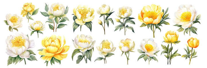 Wall Mural - Set of yellow peonies flower ,Watercolor collection of hand drawn flowers , Botanical plant illustration transparent background, PNG ,Generative AI