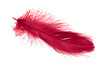 red feathers of a goose on a transparent isolated background. png	
