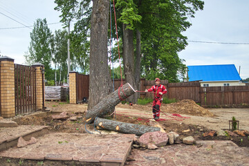 Wall Mural - Tree surgeon. Working with a chainsaw. Sawing wood with a chainsaw.