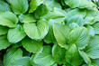 Beautiful hosta plantaginea with green leaves in garden, above view