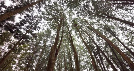 Wall Mural - bottom view of sunlight sunbeams through wood in forest landscape in alishan national forest recreat
