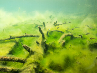 Fallen tree over lake bottom covered by green filamentous algae