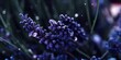 AI Generated. AI Generative.  Lavender plant flower macro shot photo illustration. Graphic Art