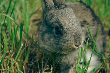 Wall Mural - rabbit in the grass