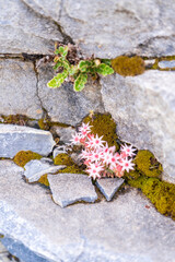 Wall Mural - colorful flowers bloom in the garden. Fresh nature with mountain background