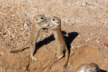 Wall Mural - Juvenile round-tailed ground squirrel, Xerospermophilus tereticaudus, siblings standing up facing each other and playing by fighting in the Sonoran Desert. Pima County, Tucson, Arizona, USA.