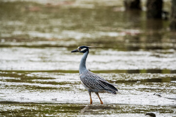 Wall Mural - Yellow Crown Night Heron in the river