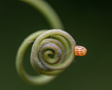 Close Up Photo Of A Gulf Fritillary Butterfly Egg On A Passionflower Tendril.
