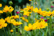 Yellow Coreopsis In The Summer Garden Close-up