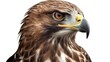 Close up portrait shot of Golden eagle Aquila chrysaetos with sharp gaze isolated on white. Generative AI technology.