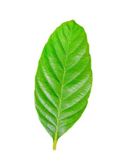 Wall Mural - Fresh green leaves transparent png